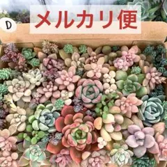 D多肉植物【カット苗セット】エケベリア　寄せ植え　多肉弁当