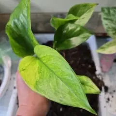 ＨＡＨＡＫＯＫＯＲＯ様 リクエスト 3点 まとめ商品