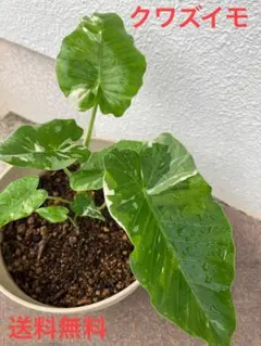 クワズイモ 斑入り 観葉植物のサムネイル