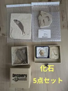 高品質インドネシア産 甲虫標本 3種合計118匹未展翅 原虫 まとめ売り