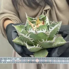 アガベ チタノタ「海王」双頭群生 荒々白縁 強棘鋭牙 厚葉ワイルド