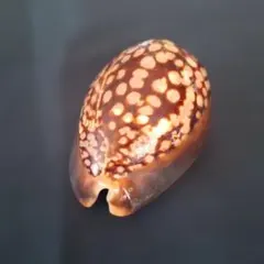 ハチジョウダカラカイ⭐︎ タカラガイ宝貝 沖縄天然貝殻 珊瑚 素材