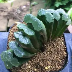 2025年最新】ハオルチア 玉扇の人気アイテム - メルカリ