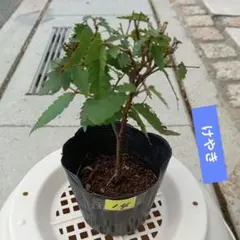 koz0051様 リクエスト 2点 まとめ商品