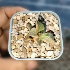 2025年最新】ハオルチア ハオルチア 酒呑童子の人気アイテム