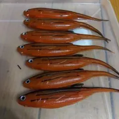 キャスティ−クトラウト12inch レインボー　　虹鱒 キャスティ−クトラウト12inch レインボー 虹鱒 - メルカリ