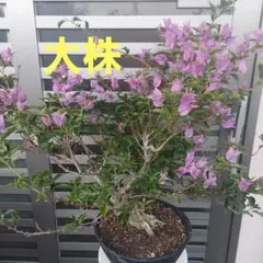 ブーゲンビリア　No.15 盆栽苗 らくらくメルカリ便発送‼️ 2025年最新】ブーゲンビリア 盆栽の人気アイテム - メルカリ