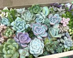 多肉植物　寄せ植え　エケベリア、セダム　その他多肉弁当
