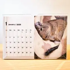 2026 デグー カレンダー ハガキサイズ