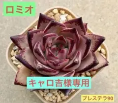 キャロ吉様 リクエスト 2点 まとめ商品