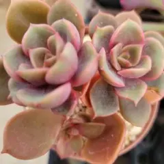 まめ様 リクエスト 3点 まとめ商品