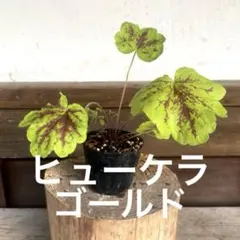 2026年最新】ヒューケラ苗の人気アイテム - メルカリ