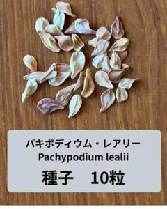 2026年最新】パキポディウム レアリーの人気アイテム - メルカリ