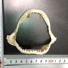 ☆ツキノワグマ&イノシシ 頭骨セット インテリア 魔除け カムイ - メルカリ