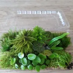 Kim様 リクエスト 2点 まとめ商品