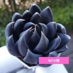 M19様 リクエスト 2点 まとめ商品