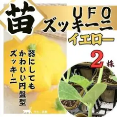 【野菜苗】UFOズッキーニ苗 鮮やかイエローズッキーニ苗 ２株 ポットまま発送のサムネイル