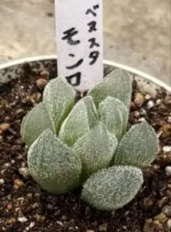 多肉植物 カランコエ ロウルサンコさんオリジナル品種 ミーアキャット