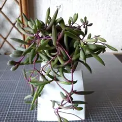 多肉植物　(79)　ルビーネックレス 　　　　　　抜き苗