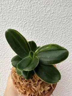 2026年最新】名護蘭の人気アイテム - メルカリ