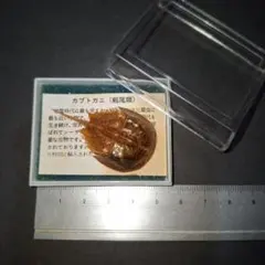 カブトガニの剥製 希少です - メルカリ