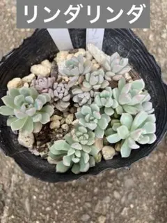 多肉植物 リンダリンダ 抜き苗 - メルカリ