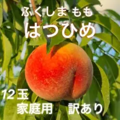 福島県産 桃 はつひめ 12玉（ご家庭用・訳あり）極早生 産地直送の旬の味のサムネイル