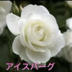 バラ苗 アイスバーグC 木立性 白いバラ 白雪姫 ※フロリバンダ 挿し木苗