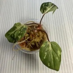 すぱとぅら様用