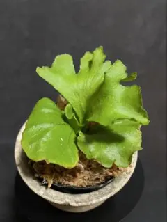 2026年最新】リドレイ モンキーキングの人気アイテム - メルカリ