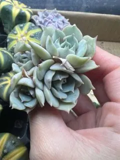 長谷川さゆ。様 リクエスト 10点 まとめ商品