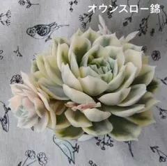 大きめ＊子あり＊オウンスロー錦＊カット苗＊発根管理中