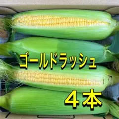 2026年最新】スイートコーン 種 ゴールドラッシュ 90 【2000粒】の人気