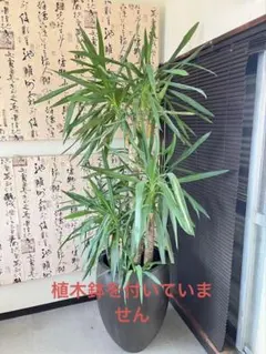 2026年最新】ユッカの人気アイテム - メルカリ