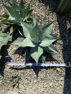 2025年最新】アガベ オバティフォリア ×の人気アイテム - メルカリ