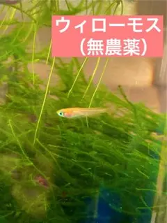 ウィローモス（無農薬）即購入可のサムネイル