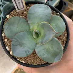 2025年最新】グアダラハラナの人気アイテム - メルカリ