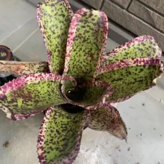 Neoregelia Captain Morley Shadow - メルカリ