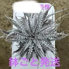 C*O様 Dyckia 'Pink Millipede' - メルカリ