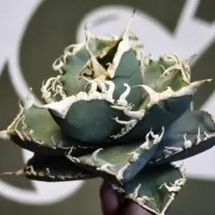 758【上澳園芸】アガベチタノタ/鰐亀Agave 短葉LED管理特選ブツブツ株
