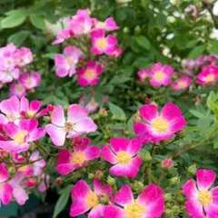 ミニバラ苗　希少　　　強健　野の花のような可憐さ　薔薇苗のサムネイル