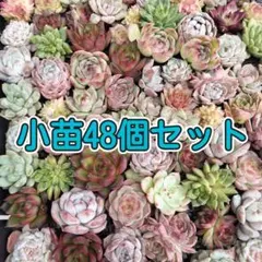 韓国小苗48個セット✨多肉植物　エケベリア　詰め合わせ　寄せ植えに!!