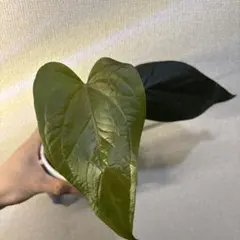 Anthurium Queen of Heartsのサムネイル