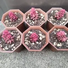 トモ様 リクエスト 6点 まとめ商品