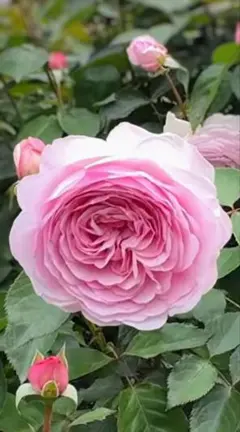 22 バラ苗 バラ挿し木苗