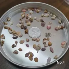 貝殻 極小サイズ まとめ売り No.4