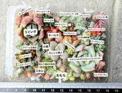 シズゥ～    購入前に 連絡を‼️様 リクエスト 2点 まとめ商品