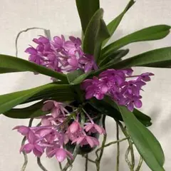 2025年最新】風蘭 大株の人気アイテム - メルカリ