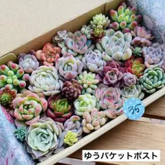 35 多肉植物　多肉弁当　詰め合わせ　寄せ植え　セット　カット苗　韓国苗　セダム