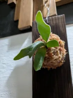 トキントキンの一級品‼️】veitchii wild 板付け子株 - メルカリ